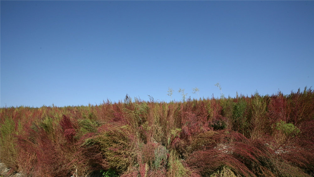 章俊華作品丨差異中的表述——博樂金三角工業區帶狀公園(一期)