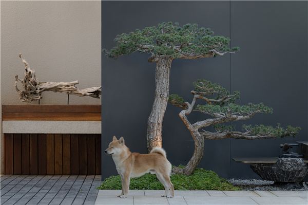 甲南園林丨龍灣某別墅花園設計