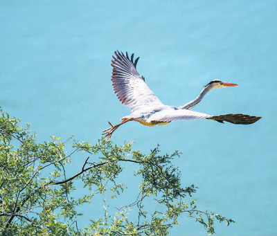 范周:生態(tài)保護(hù)擦亮黃河文化名片