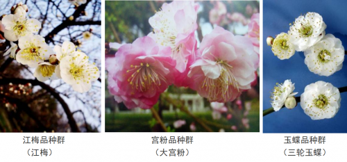 代樹剛:“南梅北移”讓京城百姓看得見梅花