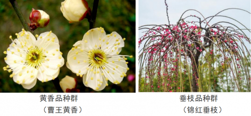 代樹剛:“南梅北移”讓京城百姓看得見梅花