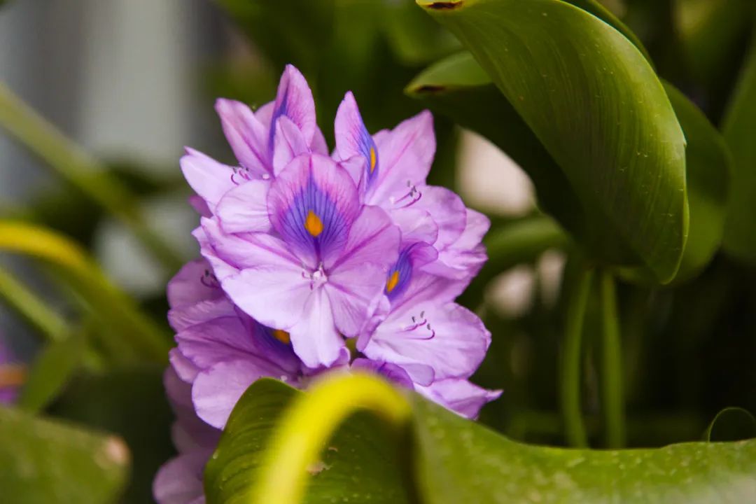 海躍潤園丨北京魯能格拉斯別墅花園