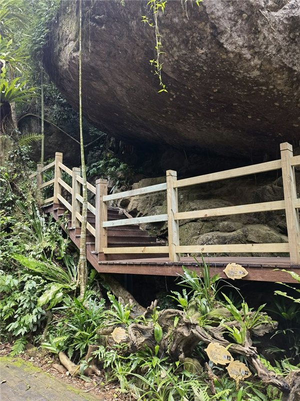 園冶杯金獎作品丨五指山熱帶雨林谷道修繕項目