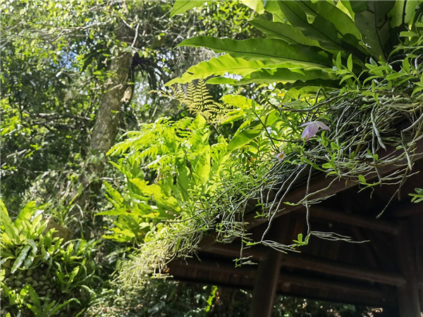 園冶杯金獎作品丨五指山熱帶雨林谷道修繕項目