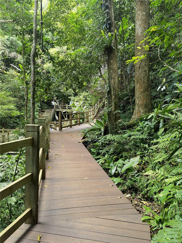 園冶杯金獎作品丨五指山熱帶雨林谷道修繕項目