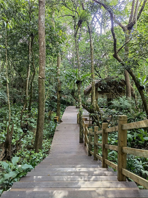 園冶杯金獎作品丨五指山熱帶雨林谷道修繕項目