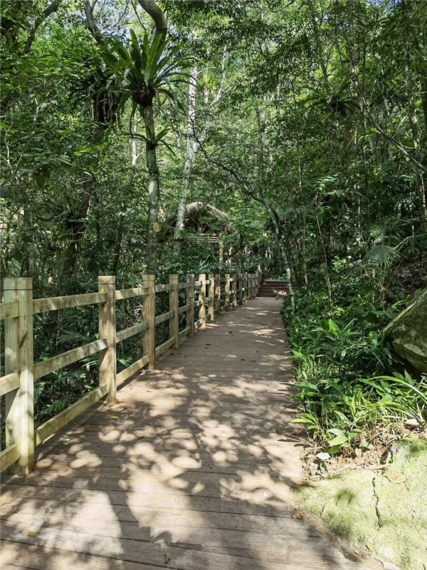 園冶杯金獎作品丨五指山熱帶雨林谷道修繕項目
