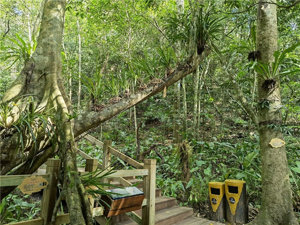 園冶杯金獎作品丨五指山熱帶雨林谷道修繕項目