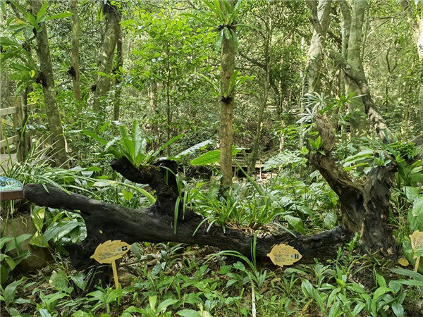園冶杯金獎作品丨五指山熱帶雨林谷道修繕項目