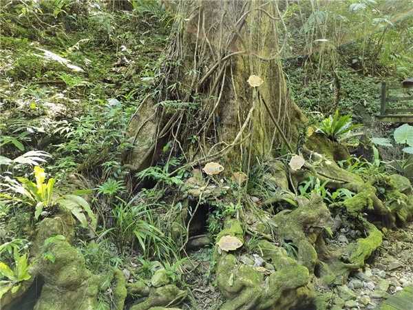 園冶杯金獎作品丨五指山熱帶雨林谷道修繕項目