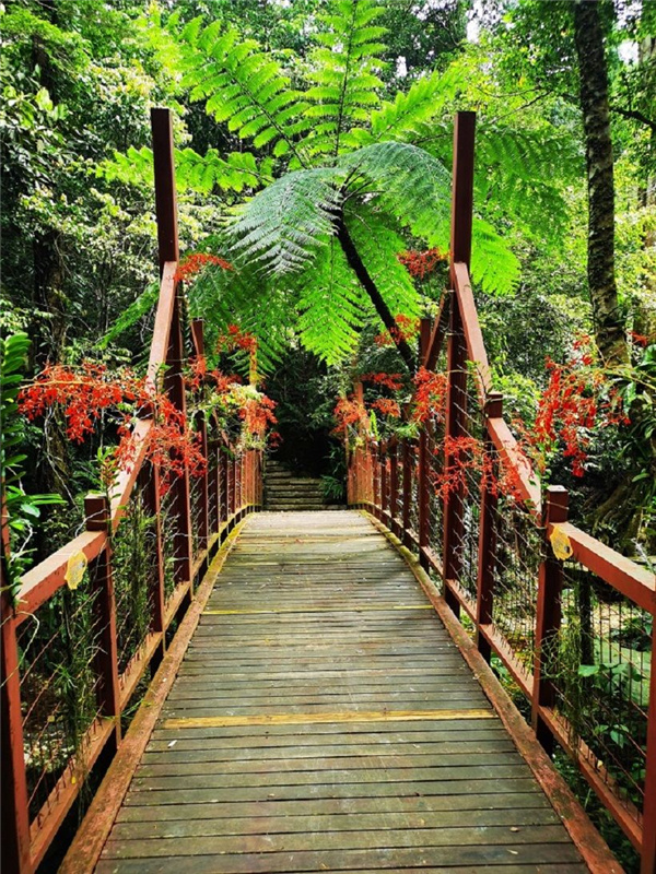 園冶杯金獎作品丨五指山熱帶雨林谷道修繕項目
