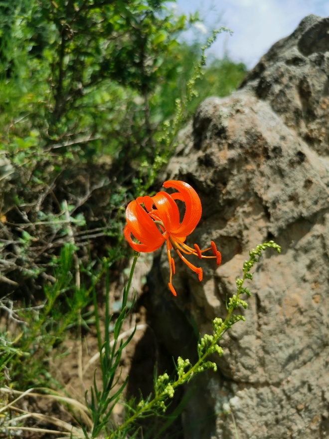 園冶杯一等獎得主孫紹營:研究“草原最美的花”