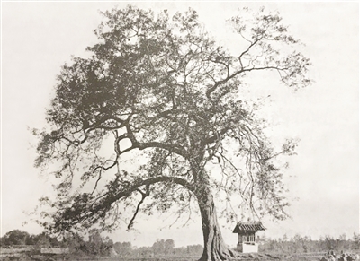 中國因何被稱作“世界園林之母”