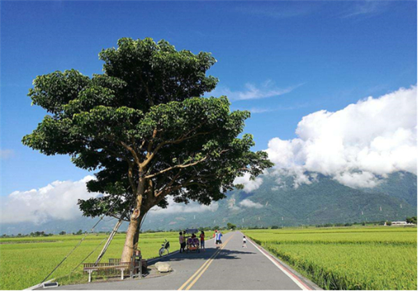 臺東縣池上鄉：稻米之鄉奏響四季樂章