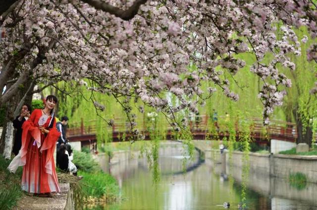 北京：元大都海棠花節(jié)啟動(dòng) 28種海棠競(jìng)相開(kāi)放