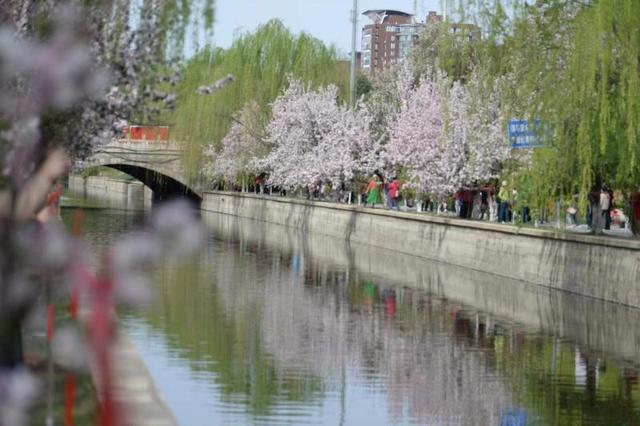 北京：元大都海棠花節(jié)啟動(dòng) 28種海棠競(jìng)相開(kāi)放