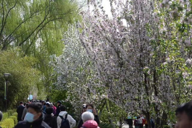 北京：元大都海棠花節(jié)啟動(dòng) 28種海棠競(jìng)相開(kāi)放