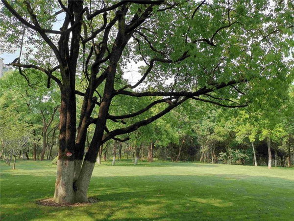 園冶杯獲獎作品丨合肥逍遙津公園提升改造