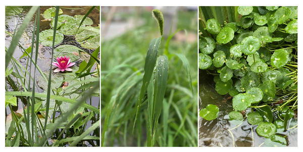園冶杯獲獎作品丨車公莊19號院景觀改造