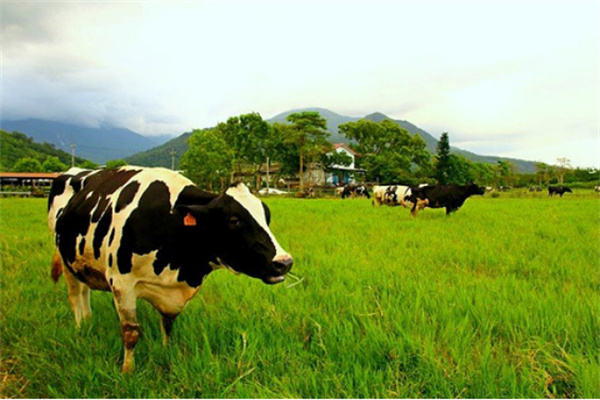 花蓮縣瑞穗牧場:精品休閑農旅 打造牛奶天堂