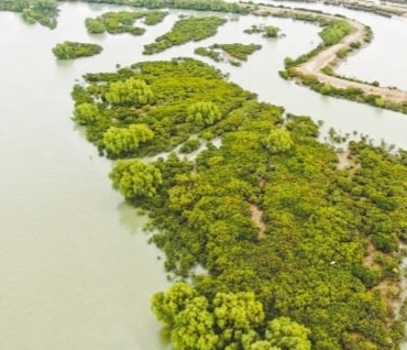 明明看上去是綠色的,為什么叫“紅樹林”?