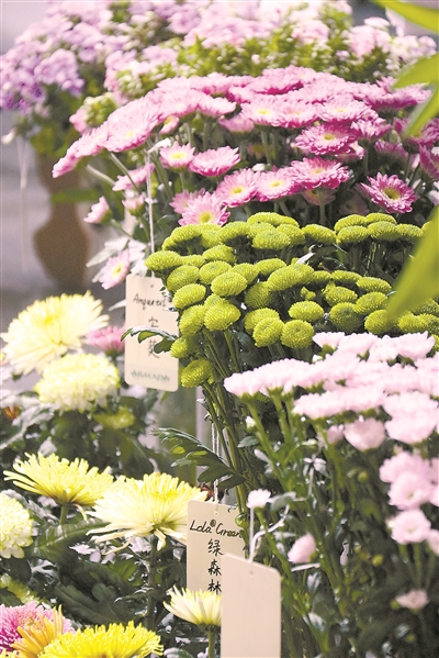 花卉經(jīng)濟(jì)復(fù)蘇迎來更多合作發(fā)展機(jī)遇