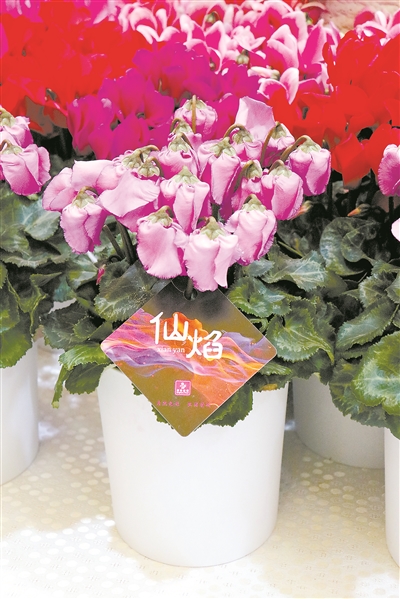 花卉經(jīng)濟(jì)復(fù)蘇迎來更多合作發(fā)展機(jī)遇