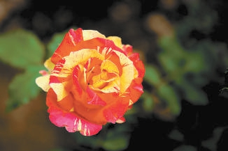 北京:10個“市花”新品種邀您命名