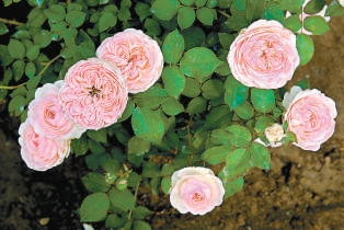 北京:10個“市花”新品種邀您命名