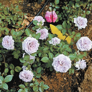 北京:10個“市花”新品種邀您命名