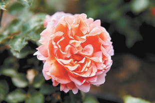 北京:10個“市花”新品種邀您命名