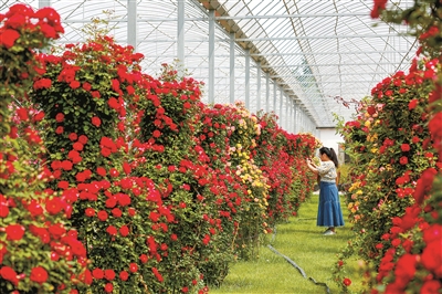 2023北京月季文化節(jié)開幕