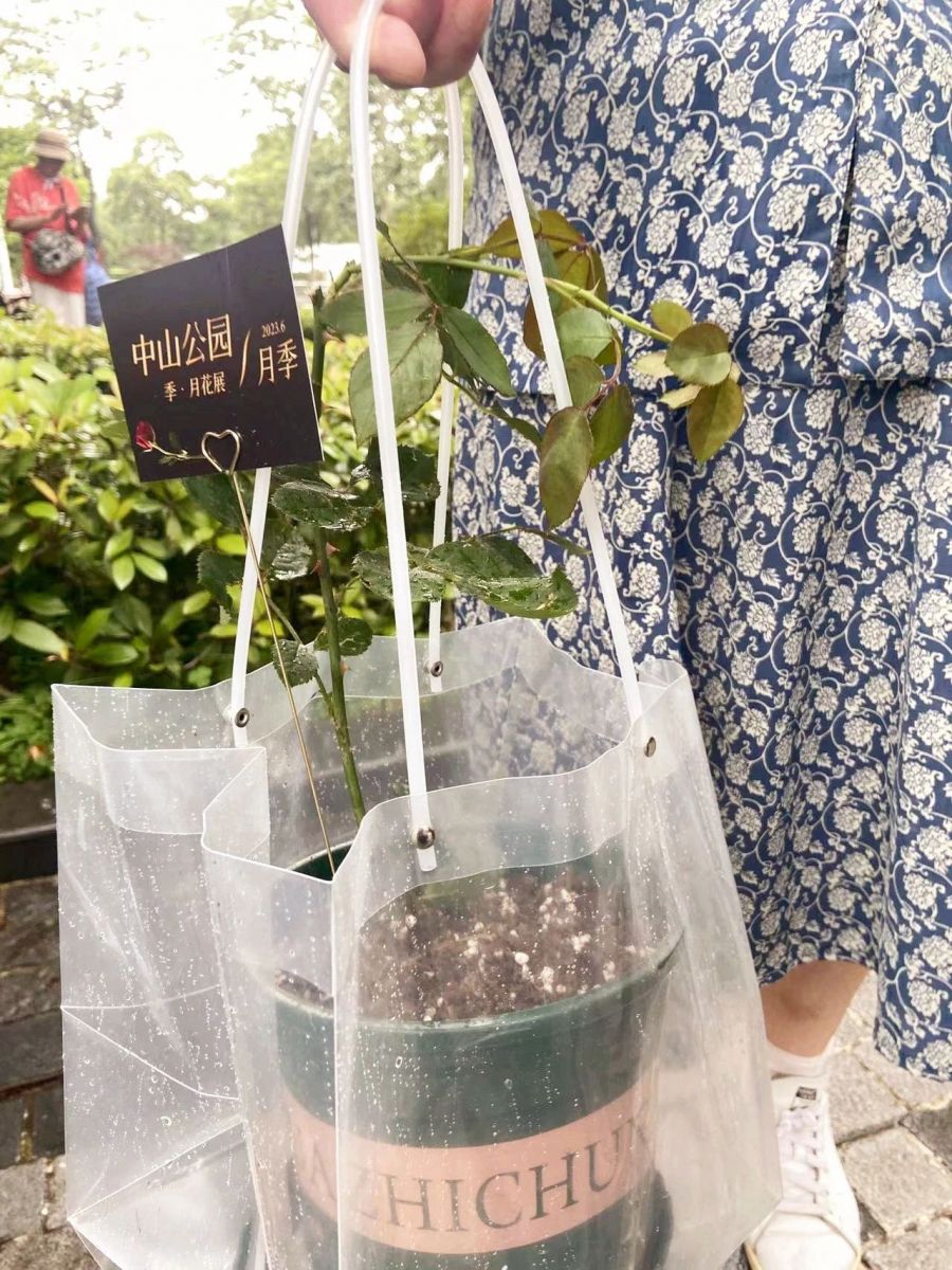 上海中山公園免費向游客送出數百盆月季花