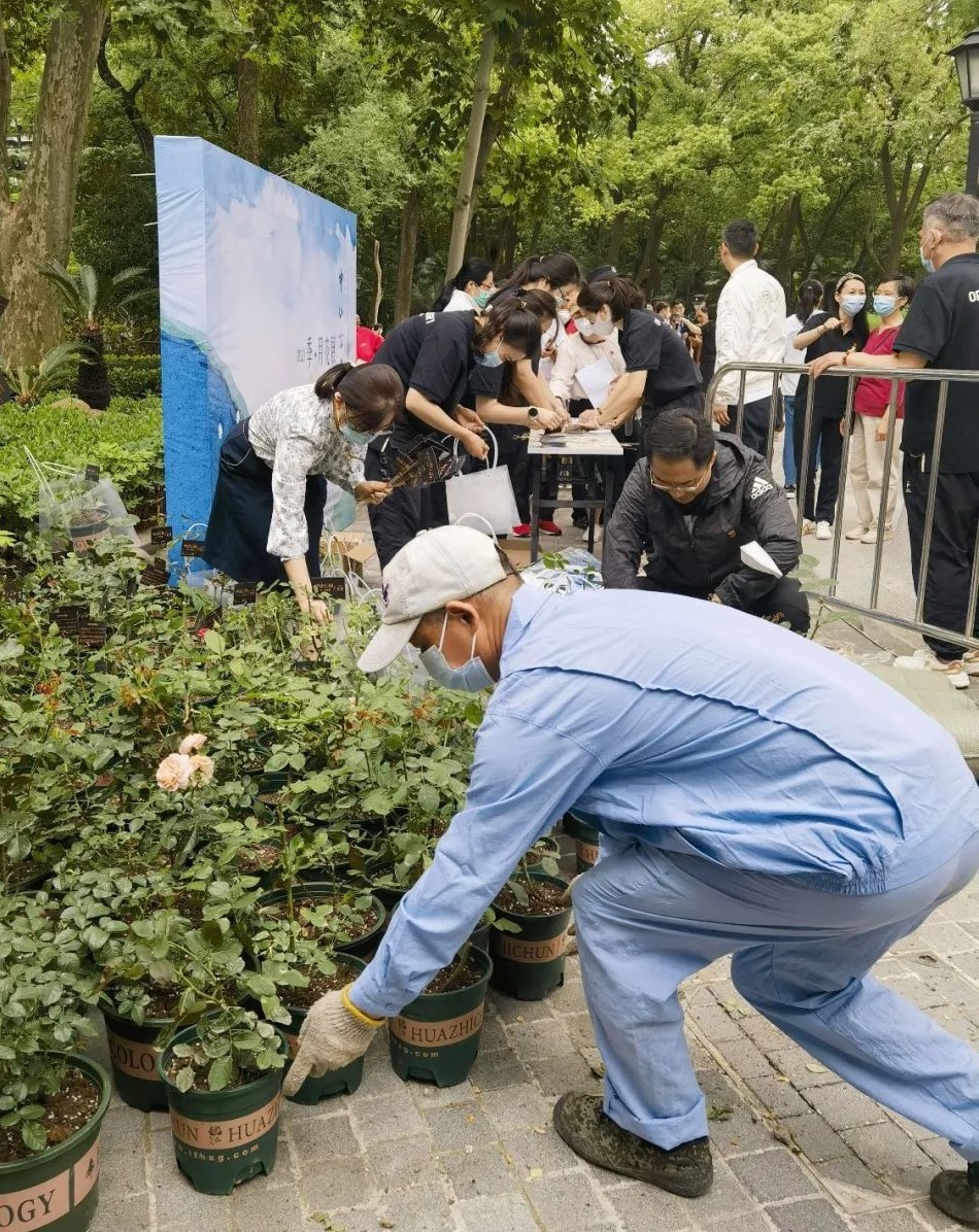 上海中山公園免費向游客送出數百盆月季花