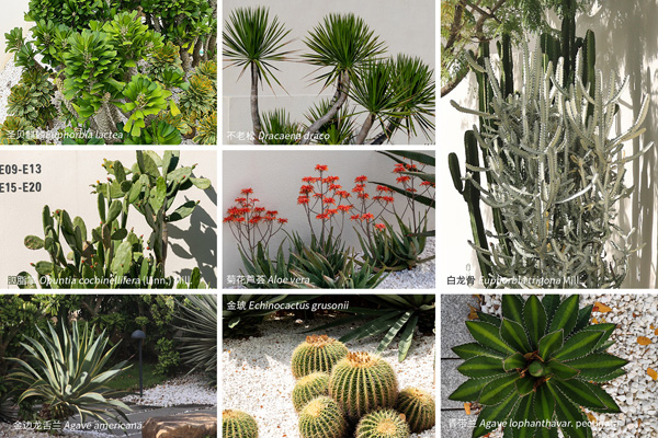 致舍景觀 | 阿那亞三亞南花園