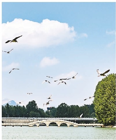 讓城市與鳥相融相生