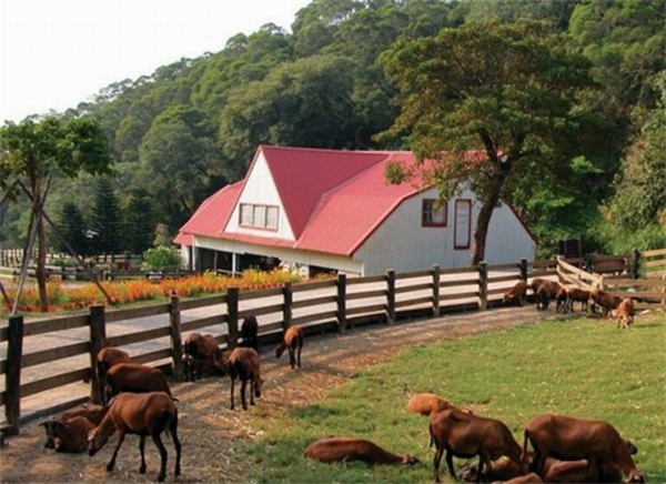 苗栗縣飛牛牧場(chǎng)：牛到飛起的休閑農(nóng)業(yè)牧場(chǎng)