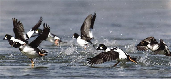 看蘭州城市園林綠化如何實現跨越式發展