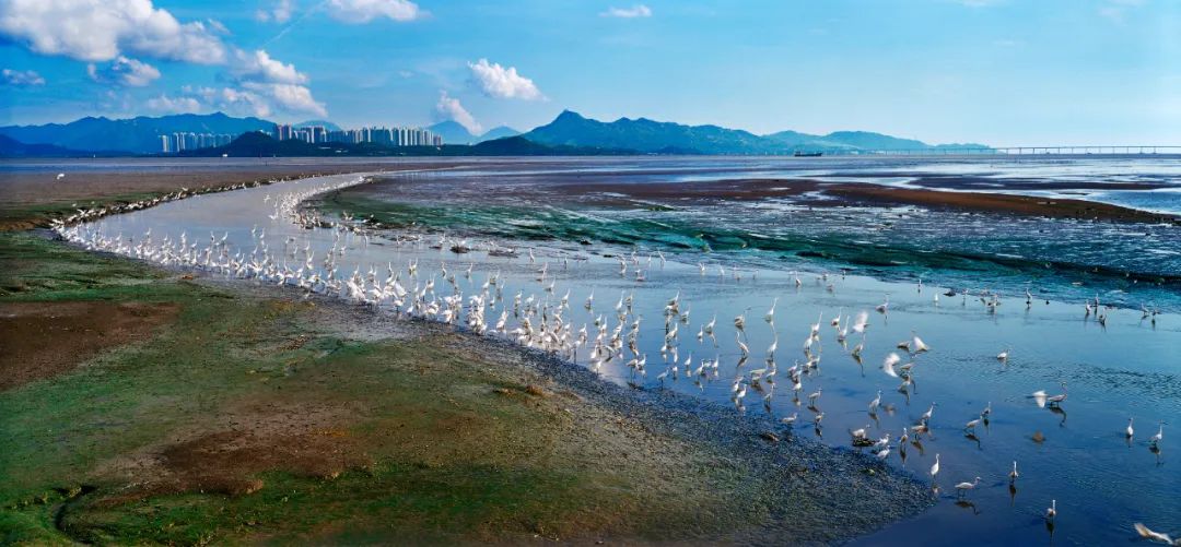 我國首次舉辦國際紅樹林保護高級別論壇