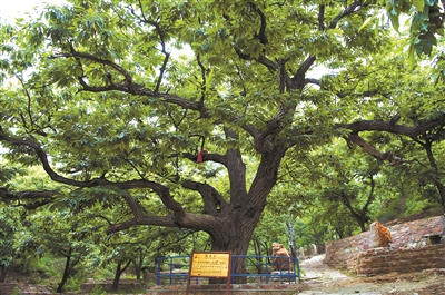 河北:讓古樹名木“老有所依”