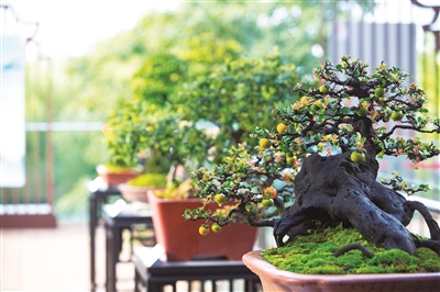 中國園林博物館舉辦川派盆景藝術展