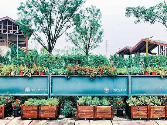 都市農業新景亮相溫榆河公園