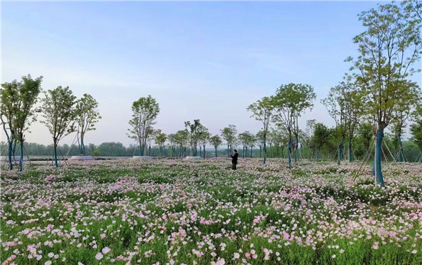 園冶杯參賽作品丨嘉魚縣濱江生態提升