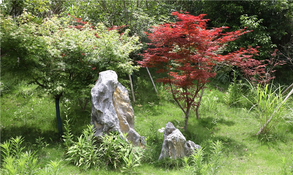 園冶杯參賽作品丨嘉魚縣濱江生態提升