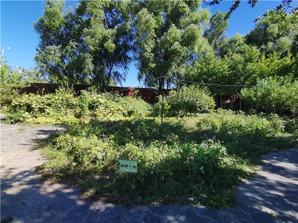 園冶杯參賽作品丨人大附中北大附小聯(lián)合實(shí)驗(yàn)學(xué)校入口景觀提升