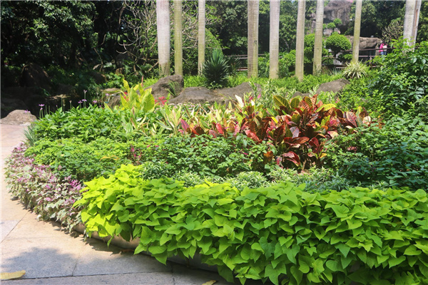 園冶杯參賽作品丨深圳荔枝公園東門花境