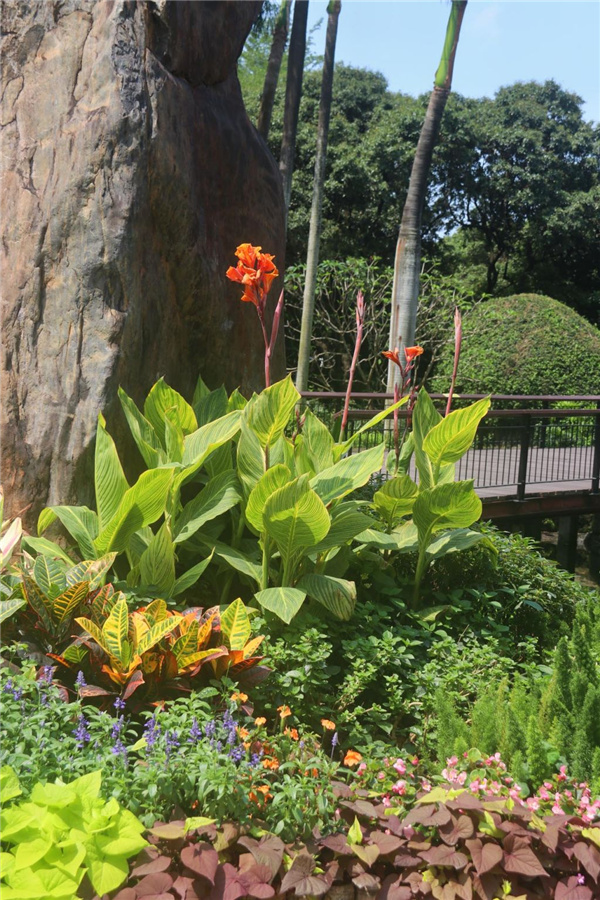 園冶杯參賽作品丨深圳荔枝公園東門花境