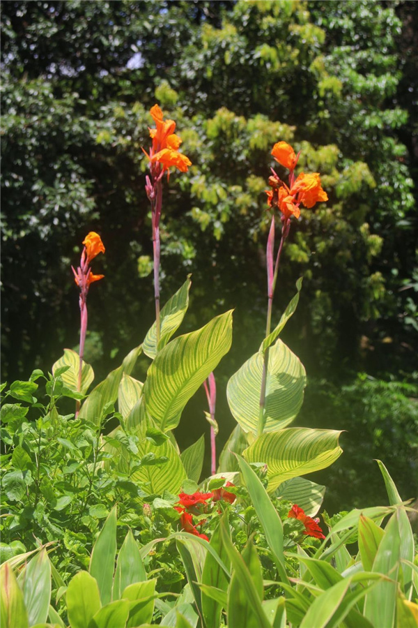 園冶杯參賽作品丨深圳荔枝公園東門花境