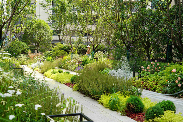 園冶杯參賽作品丨上海南山虹橋領峯項目花境工程