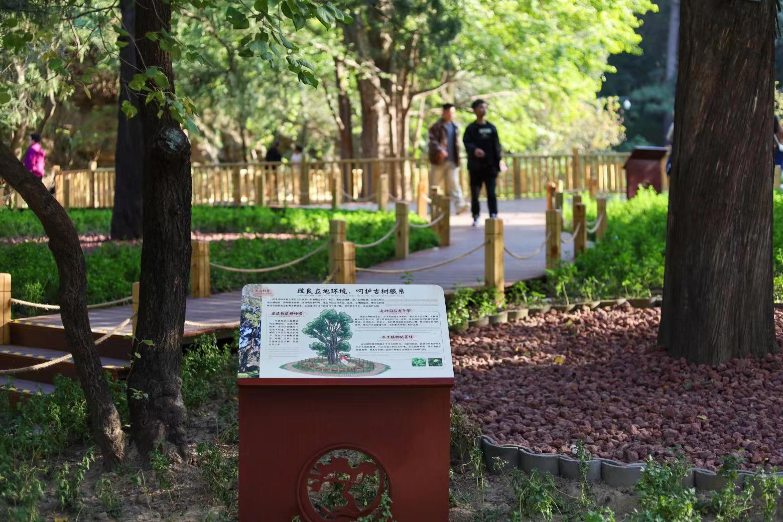 北京香山公園設立首個古樹保護示范區